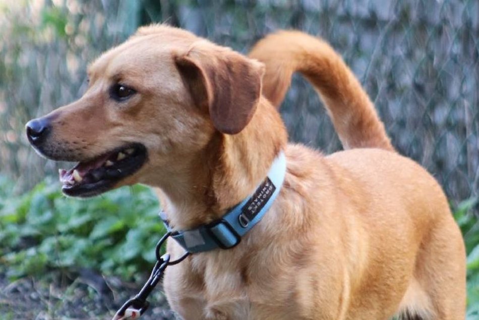 Znajdziesz miejsce dla Gryzaka ze schroniska w Łodzi? Nie pozwól mu tam zostać