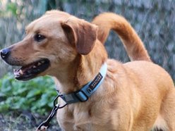 Znajdziesz miejsce dla Gryzaka ze schroniska w Łodzi? Nie pozwól mu tam zostać