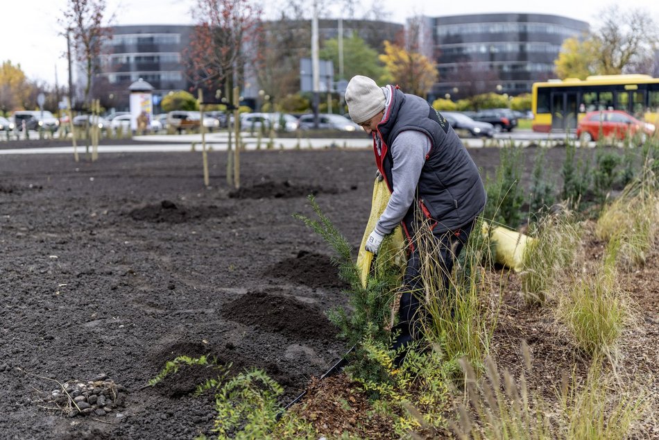 Nowy skwer przy rondzie Solidarności