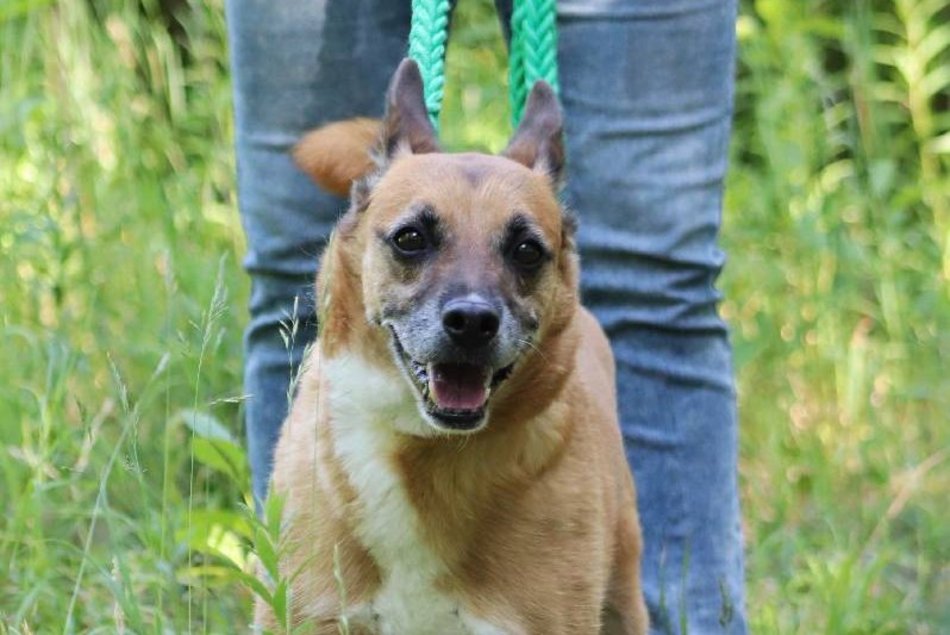 Czy Beny pamięta jeszcze świat bez krat? Weteran schroniska w Łodzi czeka na rodzinę
