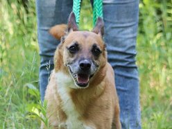 Czy Beny pamięta jeszcze świat bez krat? Weteran schroniska w Łodzi czeka na rodzinę