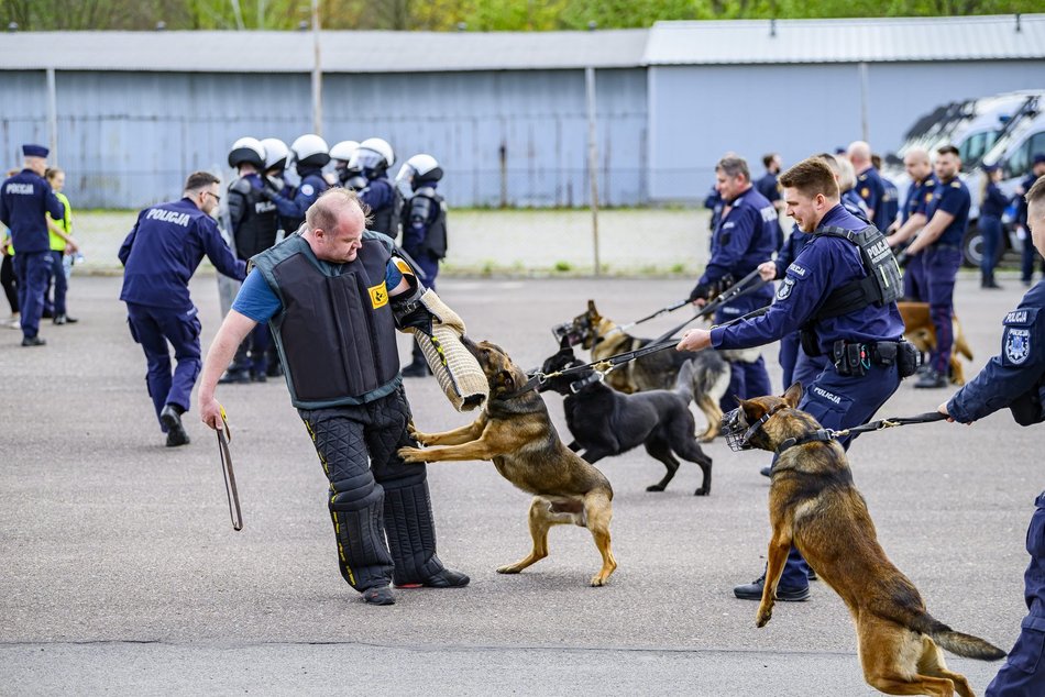 Łódź. Zwierzęta Straży Miejskiej na szkoleniu