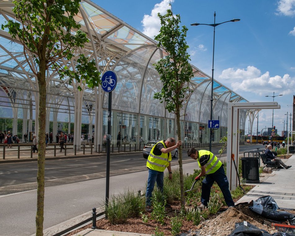 Wiosną w Łodzi przybyło ponad 20 tys. drzew!