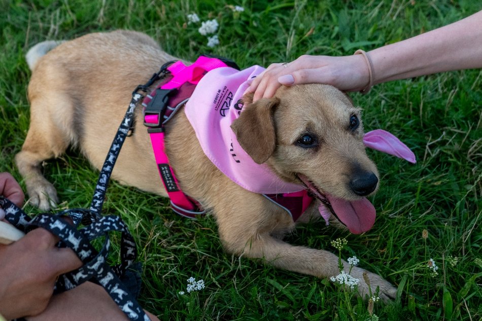 Łódź. Psia Polówka na Widzewskiej Górce. Psiaki przejęły dowodzenie!