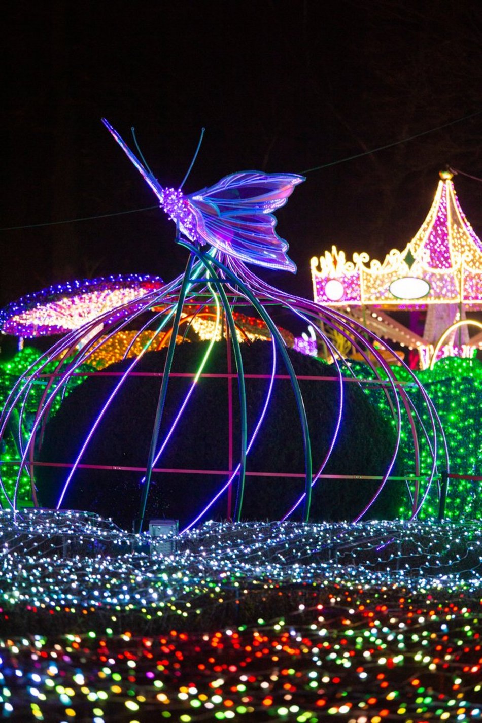 park miliona swiatel, alpaki