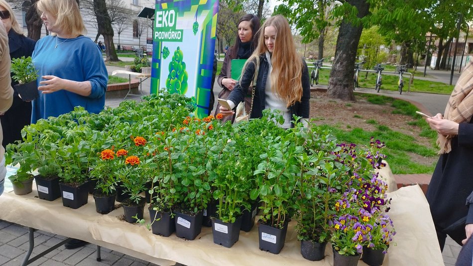 Ekologiczne warsztaty i rozdawanie sadzonek w pasażu Rubinsteina