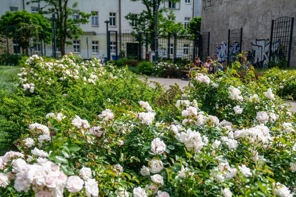 Wracamy na Mielczarskiego w Łodzi po remoncie. Ulica zachwyca zielenią i... spokojem!
