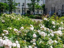 Wracamy na Mielczarskiego w Łodzi po remoncie. Ulica zachwyca zielenią i... spokojem!