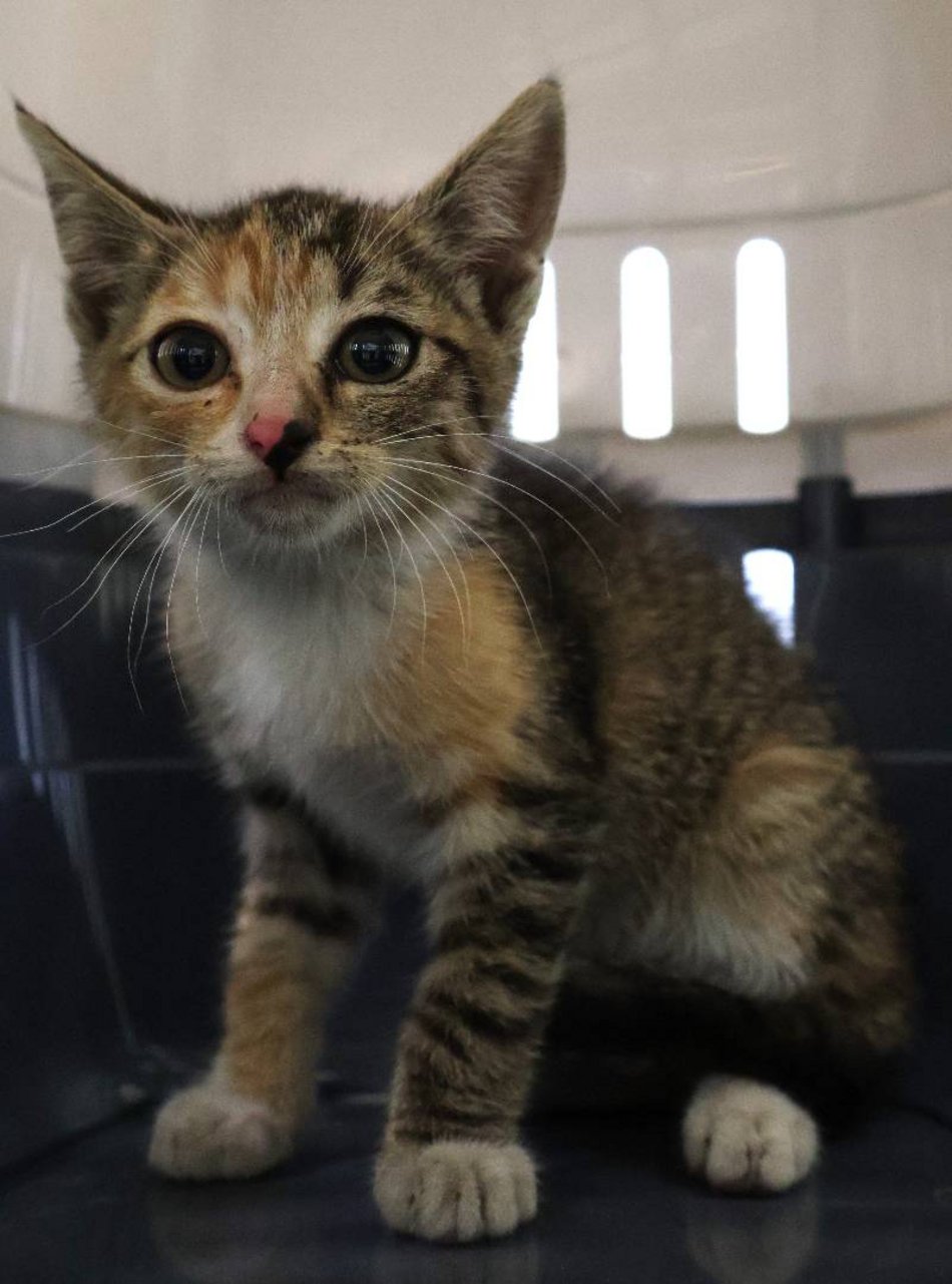 Łódź. Malutka Olusia ze schroniska w Łodzi ma wielkie serce. Podaruj jej nowy dom