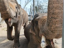 Łódź. Słonie żegnają się z Orientarium Zoo Łódź. Przyjdź, zobacz je jeszcze raz i pożegnaj!