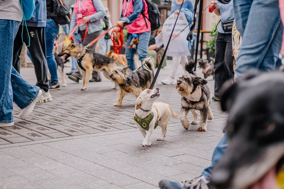 Łódź. Parada Kundelków na Piotrkowskiej