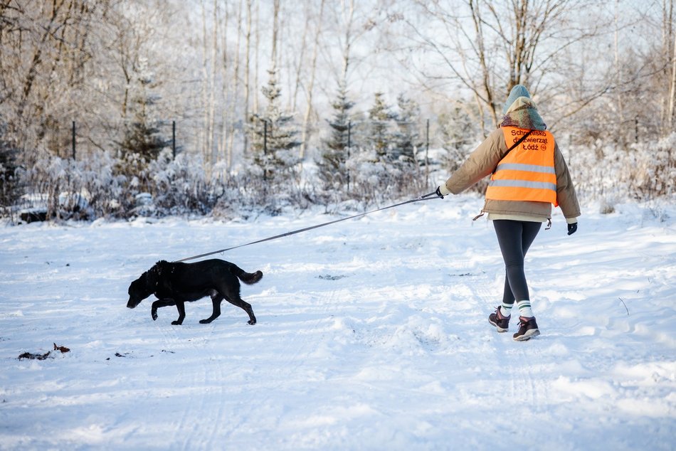 Łódź. Psy ze schroniska w Łodzi na spacerze