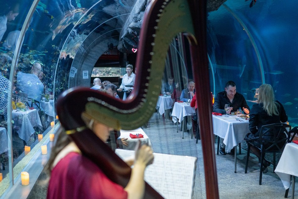 Łódź. Walentynki w Orientarium Zoo Łódź. Przysmaki, koncert na harfie i... zaręczyny