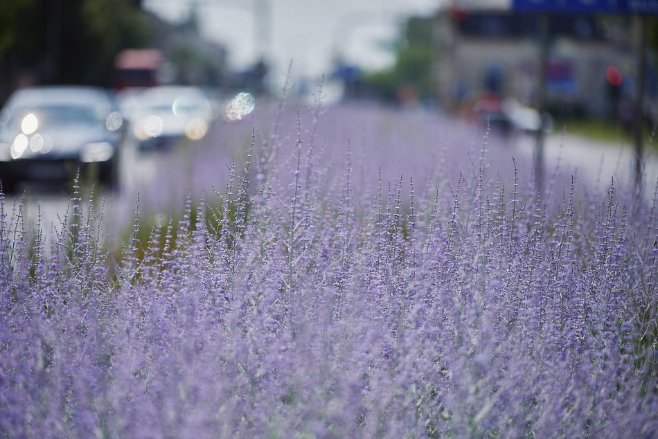 Kwiatowa łąka na ul. Kopcińskiego w Łodzi