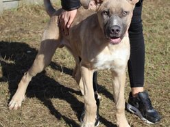 fot. schronisko w Łodzi