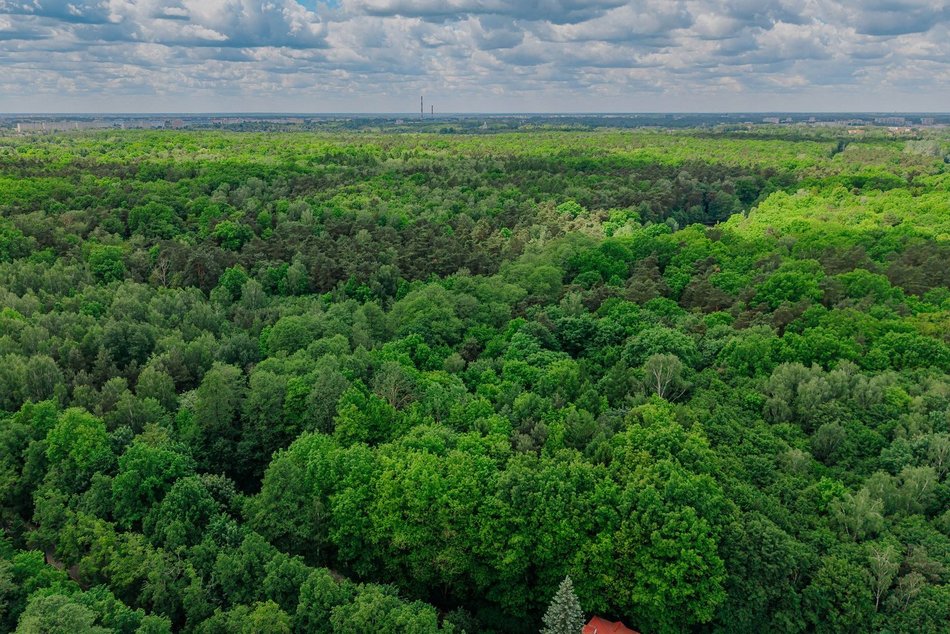 Łódź. Nowe inwestycje w Łagiewnikach. Ścieżka w koronie drzew, wieża widokowa, kładki i więcej