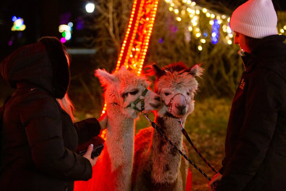 park miliona swiatel, alpaki