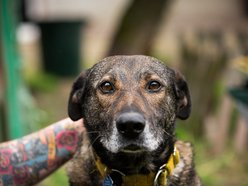 Fundacja Niechciane i Zapomniane pomogła już wielu zwierzętom