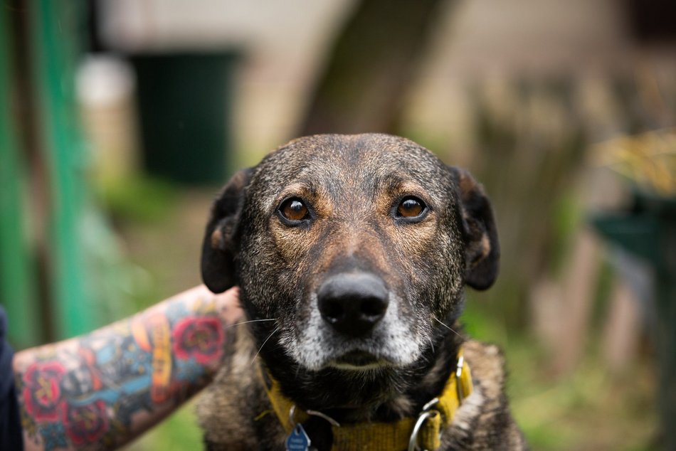 Fundacja Niechciane i Zapomniane pomogła już wielu zwierzętom