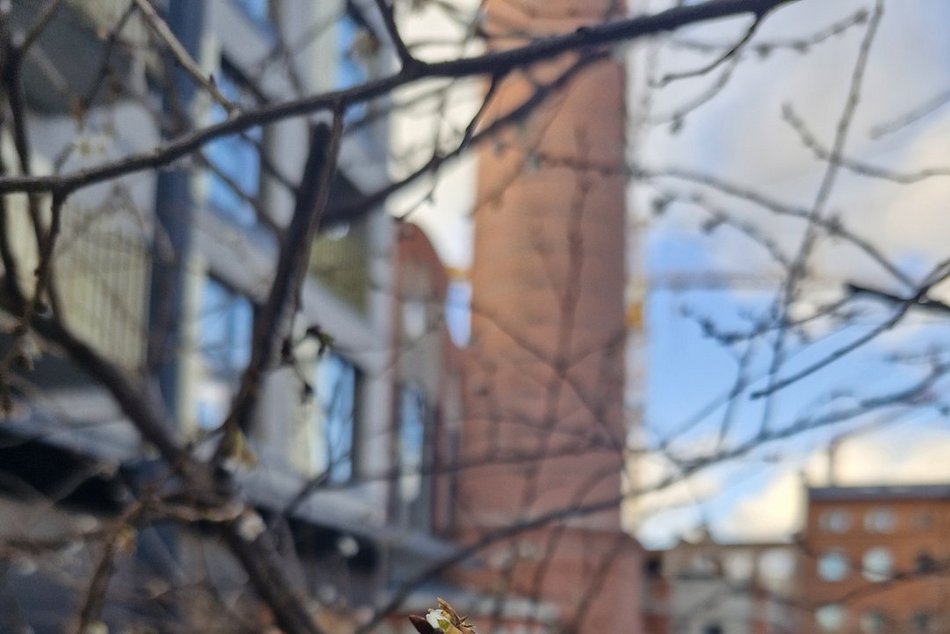 Łódź. Na osiedlu Fuzja kwitną już drzewa