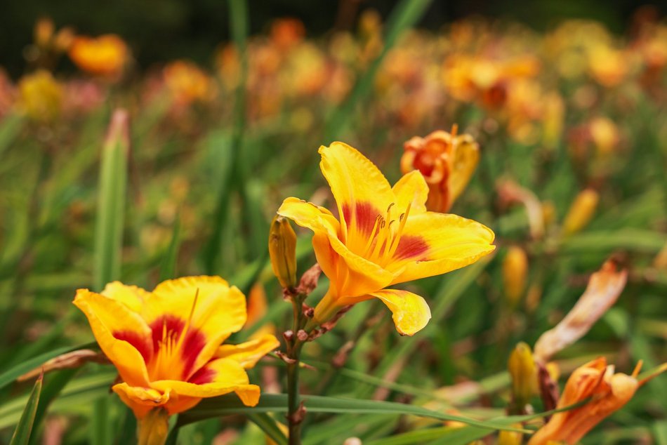 Łódź. Liliowce zachwycają w Ogrodzie Botanicznym w Łodzi. Widok zapierający dech!