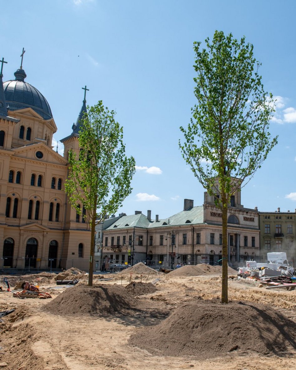 Pierwsze drzewa na remontowanym placu Wolności w Łodzi.