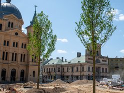 Pierwsze drzewa na remontowanym placu Wolności w Łodzi.