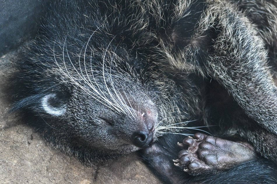 Łódź. Dzień Binturonga w Orientarium Zoo Łódź