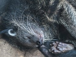 Łódź. Dzień Binturonga w Orientarium Zoo Łódź
