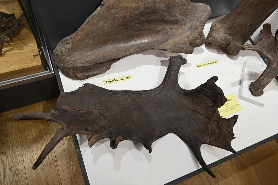 Łódź. Poroże łosia wydobyte z dna rzeki Łódki w 1925 roku