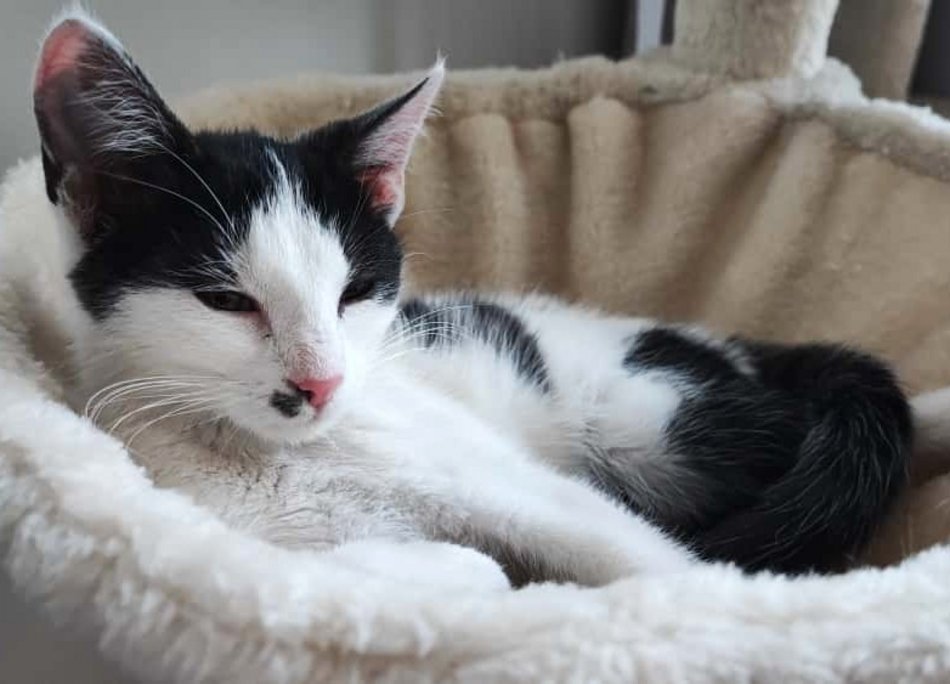 Kocia piękność do adopcji. Noko czeka na nowy dom w schronisku w Łodzi