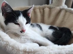 Kocia piękność do adopcji. Noko czeka na nowy dom w schronisku w Łodzi