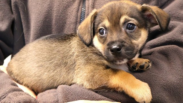 Mario wylądował w schronisku w Łodzi w Święta. Może kolejne spędzi z Tobą? [ZDJĘCIA]