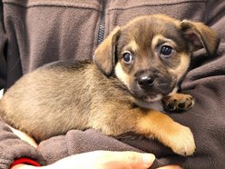 Łódź. Pies Mario ze schroniska w Łodzi