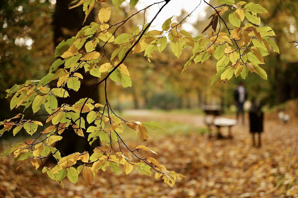 Łódź. Jesień w parku Źródliska w Łodzi. Nie wybrać się tam na spacer to grzech!