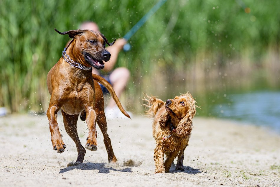 Łódź. Psiejski spacer na Uroczysku Lublinek w Łodzi. Kolejna odsłona wyjątkowej inicjatywy