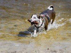 Łódź. Psiejski spacer na Uroczysku Lublinek w Łodzi. Kolejna odsłona wyjątkowej inicjatywy