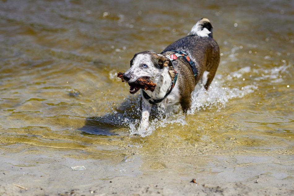Łódź. Psiejski spacer na Uroczysku Lublinek w Łodzi. Kolejna odsłona wyjątkowej inicjatywy
