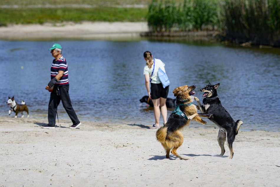 Łódź. Psiejski spacer na Uroczysku Lublinek w Łodzi. Kolejna odsłona wyjątkowej inicjatywy