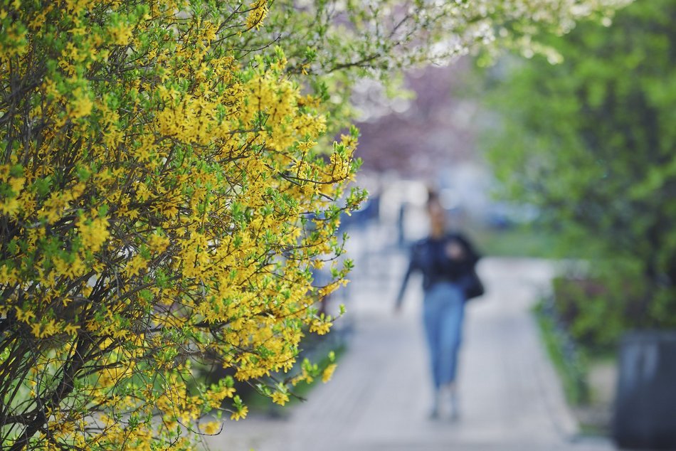 Łódź. Wiosna zagościła na skwerze przy Narutowicza i Sienkiewicza. Przyroda w Łodzi zachwyca!