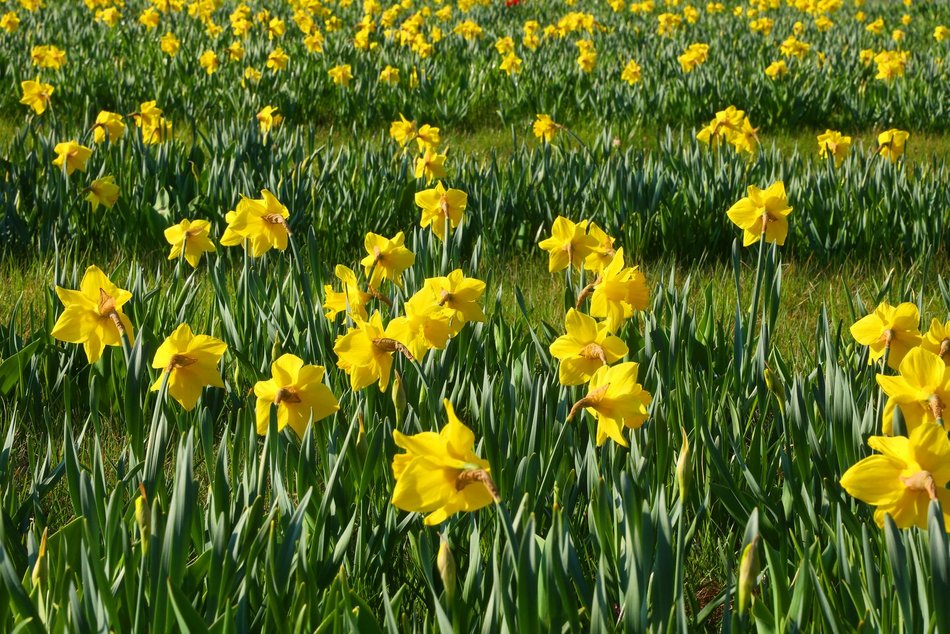 Żonkile opanowały rondo Solidarności w Łodzi. Zwróć na nie uwagę, kiedy stoisz na światłach
