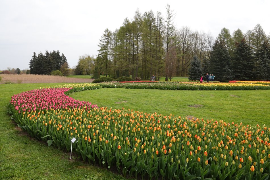 Ponad 50 tys. tulipanów możemy zobaczyć w Ogrodzie Botanicznym w Łodzi!