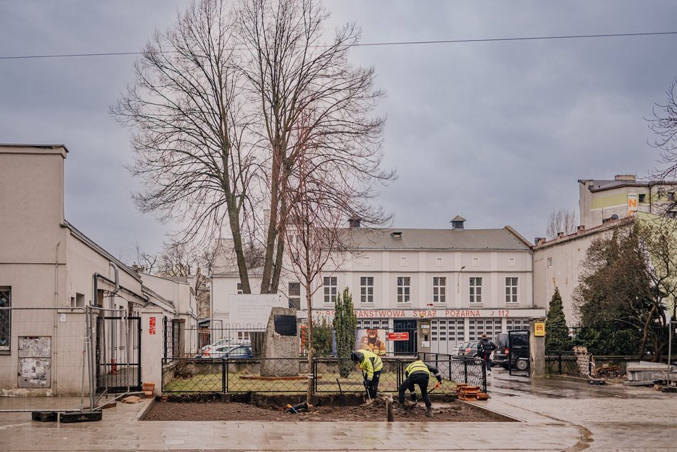 Sadzenie drzew na ul. Legionów przy placu Wolności