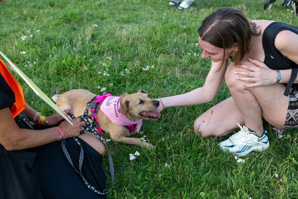 Łódź. Psia Polówka na Widzewskiej Górce. Psiaki przejęły dowodzenie!