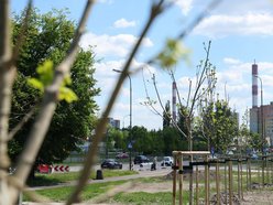 Łódź. Nowe drzewa przy ul. Bartoka na Widzewie w Łodzi