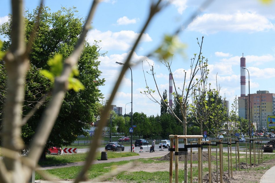 Łódź. Nowe drzewa przy ul. Bartoka na Widzewie w Łodzi