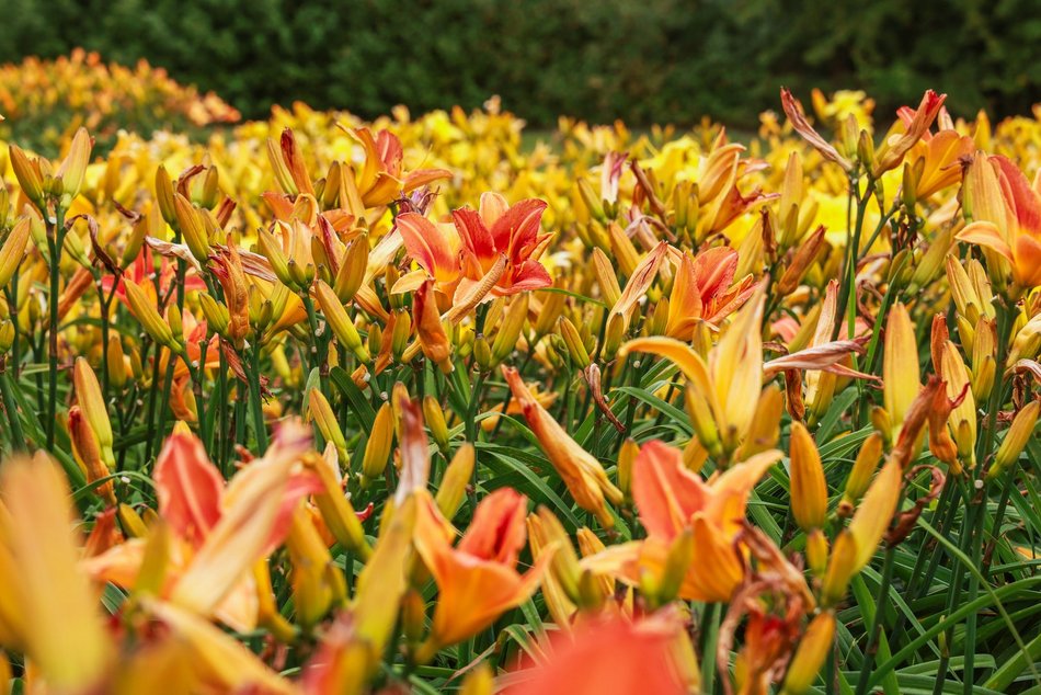 Łódź. Liliowce zachwycają w Ogrodzie Botanicznym w Łodzi. Widok zapierający dech!