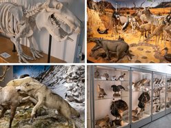 Łódź. Odkryj Muzeum Przyrodnicze w Łodzi. To niezwykły świat zwierząt, dinozaurów, tajemnic natury i przygód!