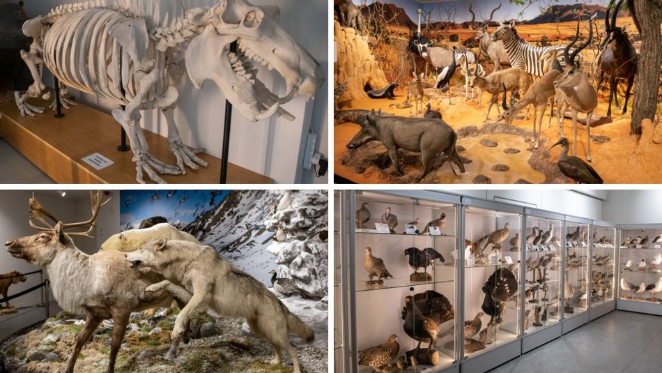 Łódź. Odkryj Muzeum Przyrodnicze w Łodzi. To niezwykły świat zwierząt, dinozaurów, tajemnic natury i przygód!