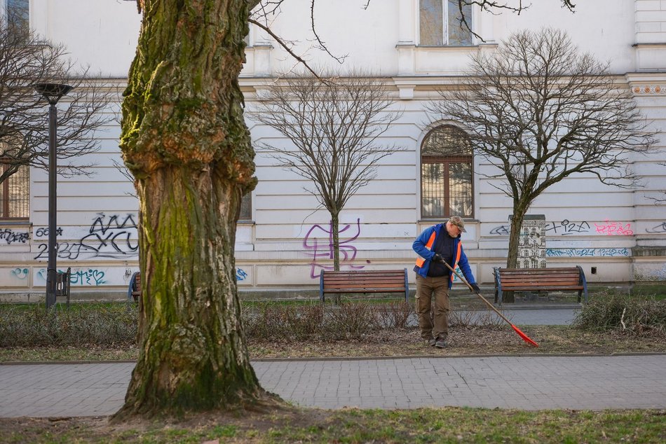 Łódź. Wiosenna pielęgnacja drzew w Łodzi. Dlaczego jest potrzebna?